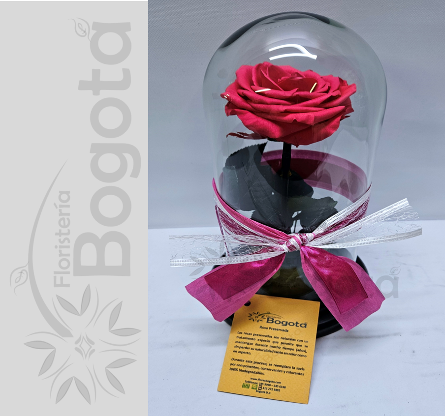 Rosa Preservada