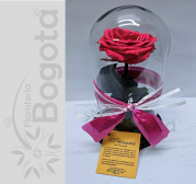 ROSA PRESERVADA PREMIUM FUCSIA CUPULA