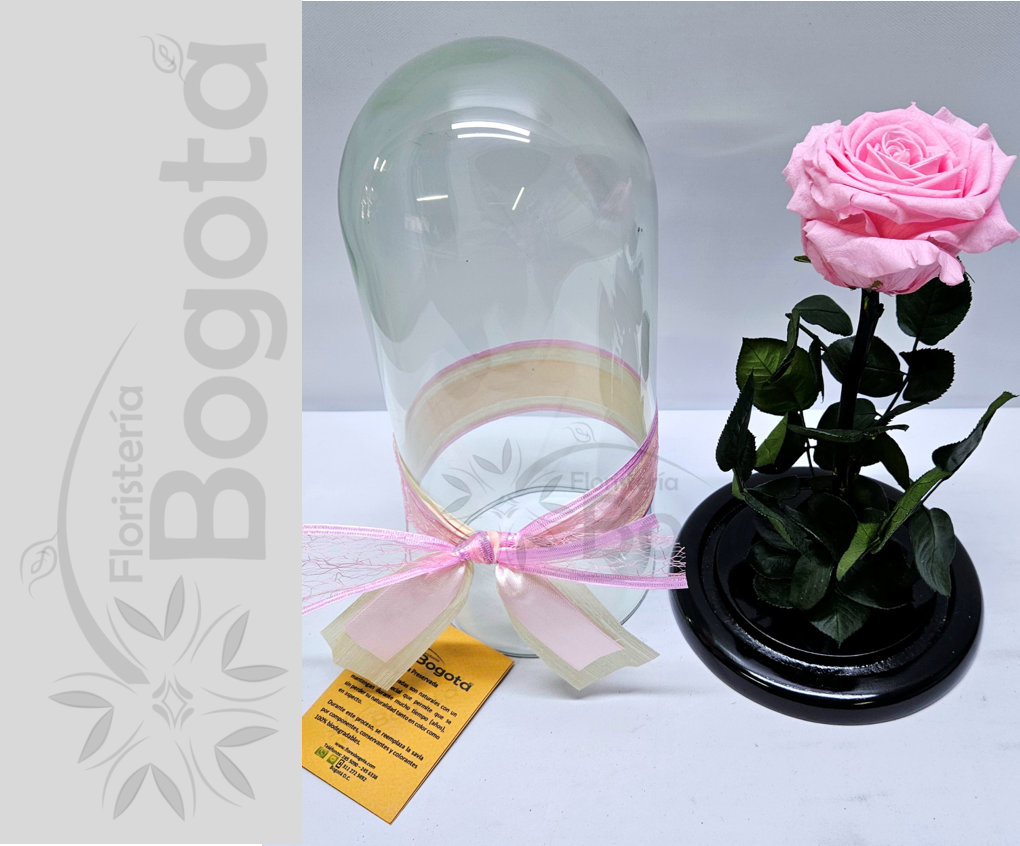 Rosa Preservada