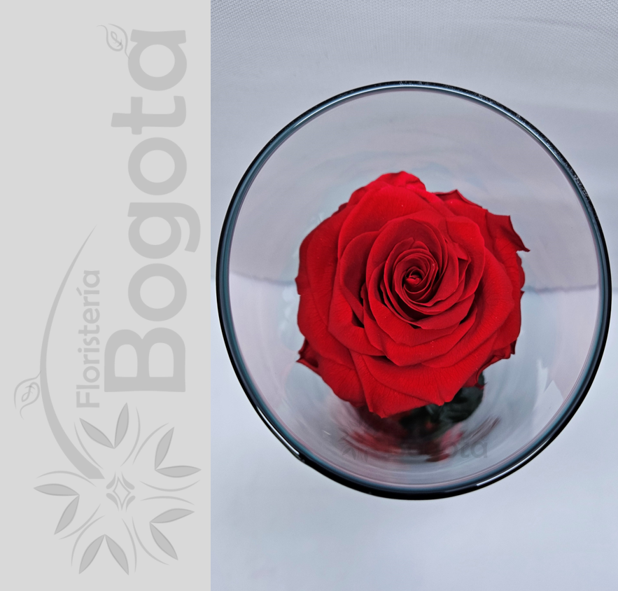  Rosa Preservada